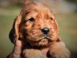Des chiots Cockers Anglais LOF à la réservation