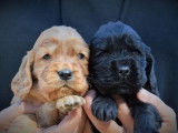 Des chiots Cockers Anglais LOF à la réservation