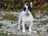 À acheter : un chiot Bouledogue Français de couleur caille LOF