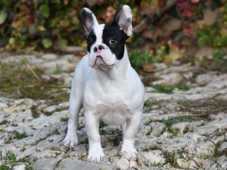 acheter un chiot Bouledogue Fran ais de couleur caille LOF