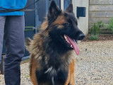 Chien adulte Berger Belge Tervueren d’un an LOF à vendre