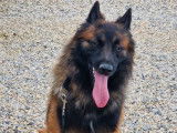 Chien adulte Berger Belge Tervueren d’un an LOF à vendre