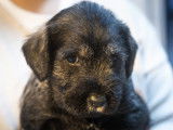 Chiots de race Schnauzer Moyen à vendre (5 femelles & 6 mâles)