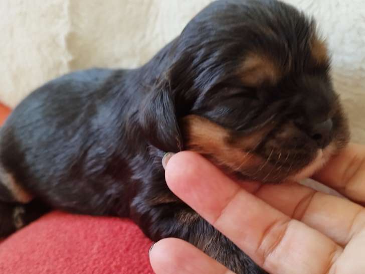 Chiots de race Cavalier King Charles Spaniel à vendre (4 femelles & 3 mâles)