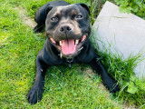 Mâle Staffordshire Bull Terrier disponible pour saillie