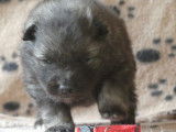 Deux chiots Spitz Loup LOF &agrave; r&eacute;server
