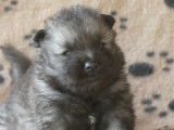 Deux chiots Spitz Loup LOF &agrave; r&eacute;server