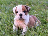 Un chiot Bulldog Anglais LOF disponible à la vente