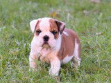 Un chiot Bulldog Anglais LOF disponible à la vente