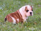 Un chiot Bulldog Anglais LOF disponible à la vente