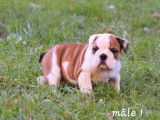 Un chiot Bulldog Anglais LOF disponible à la vente