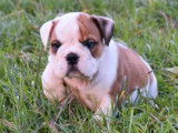 Un chiot Bulldog Anglais LOF disponible à la vente