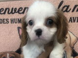 Un chiot mâle Cavalier King Charles LOF blenheim à acheter