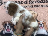 Un chiot mâle Cavalier King Charles LOF blenheim à acheter