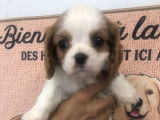 Un chiot mâle Cavalier King Charles LOF blenheim à acheter