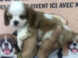 Un chiot mâle Cavalier King Charles LOF blenheim à acheter