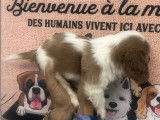 Un chiot mâle Cavalier King Charles LOF blenheim à acheter