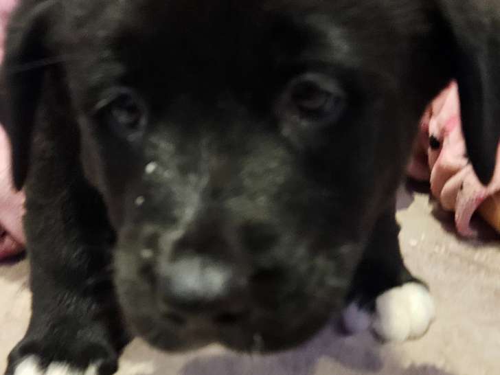 Chiot 1