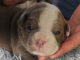 Chiots Olde English Bulldogge à vendre