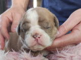 Chiots Olde English Bulldogge à vendre