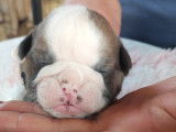 Chiots Olde English Bulldogge à vendre