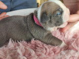 Chiots Olde English Bulldogge à vendre