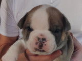 Chiots Olde English Bulldogge à vendre