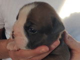 Chiots Olde English Bulldogge à vendre