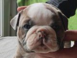 Chiots Olde English Bulldogge à vendre