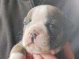 Chiots Olde English Bulldogge à vendre