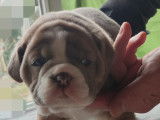 Chiots Olde English Bulldogge à vendre