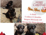 Chiots Berger Allemand LOF &agrave; vendre