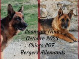 Chiots Berger Allemand LOF &agrave; vendre