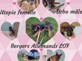 Chiots Berger Allemand LOF &agrave; vendre