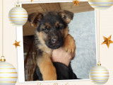 Chiots Berger Allemand LOF &agrave; vendre