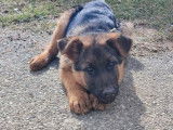 Chiots Berger Allemand LOF &agrave; vendre