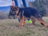 Chiots Berger Allemand LOF &agrave; vendre