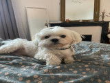 Bichon maltais LOF disponible pour saillie (Paris)