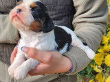4 chiots Cavaliers King Charles LOF à réserver