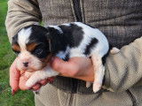 4 chiots Cavaliers King Charles LOF à réserver
