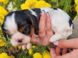 4 chiots Cavaliers King Charles LOF à réserver