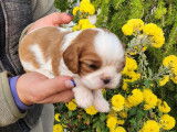 4 chiots Cavaliers King Charles LOF à réserver