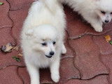 Deux chiots femelles Spitz Japonais blanches à acheter