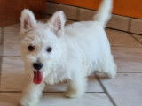 4 chiots Westies LOF blancs à vendre