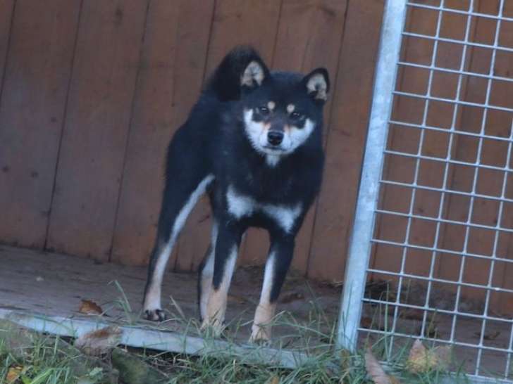Chienne Shiba Inu LOF tricolore de 2 ans et demi à vendre