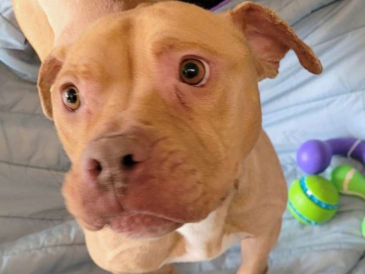 À céder : chien de 4 ans
