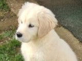 4 chiots mâles Golden Retrievers crème LOF disponibles à l'achat