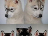 6 chiots Huskies LOF à vendre