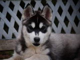 6 chiots Huskies LOF à vendre