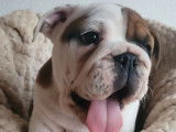 Trois chiots Bulldogs Anglais LOF à vendre